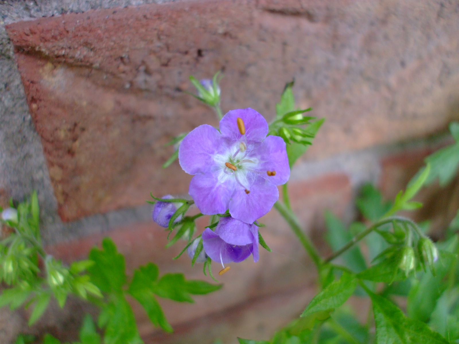 Phacelia bipinnatifida